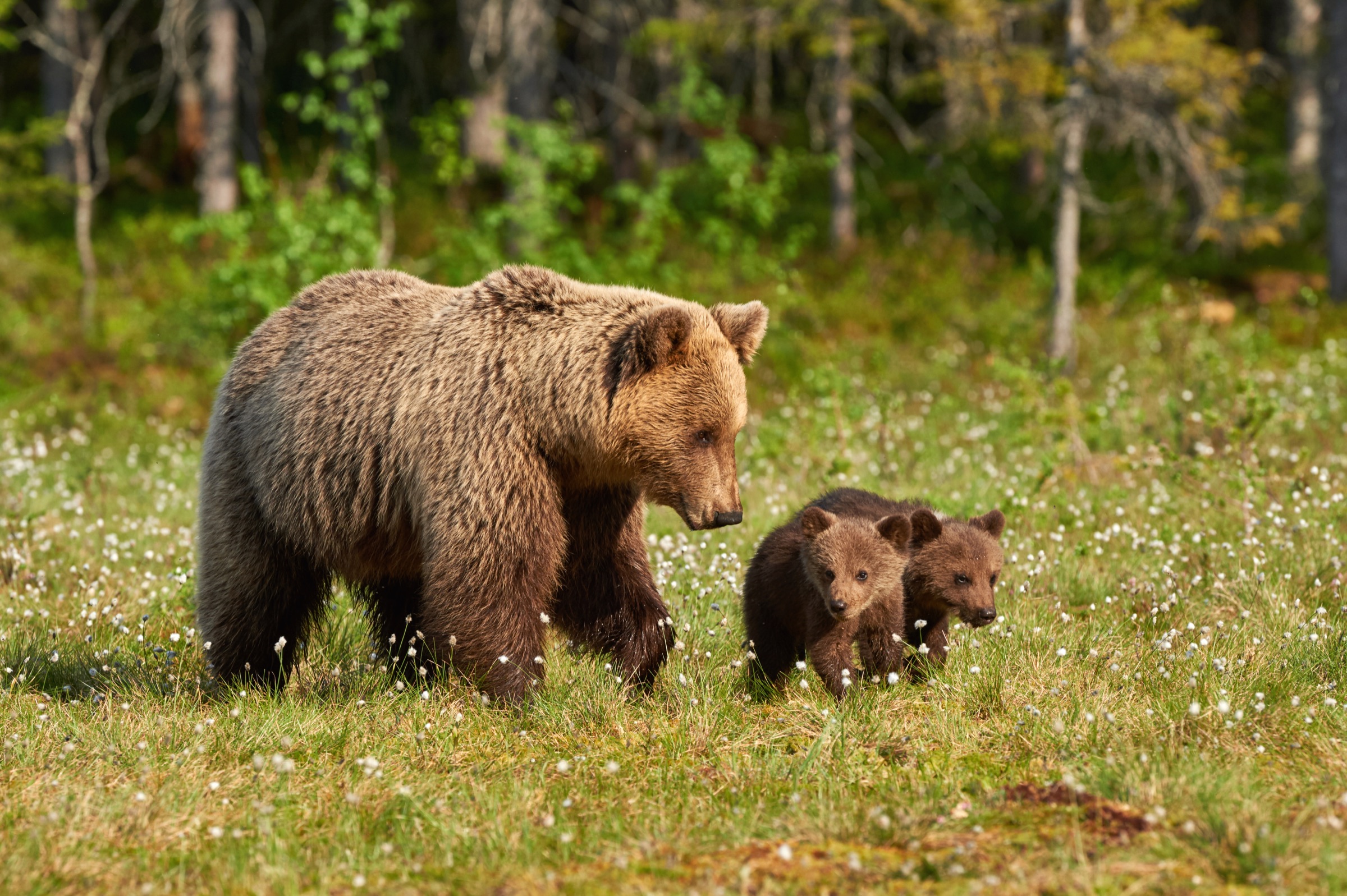 A brown bear family in the Carpathian forest